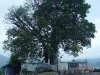 nagatree